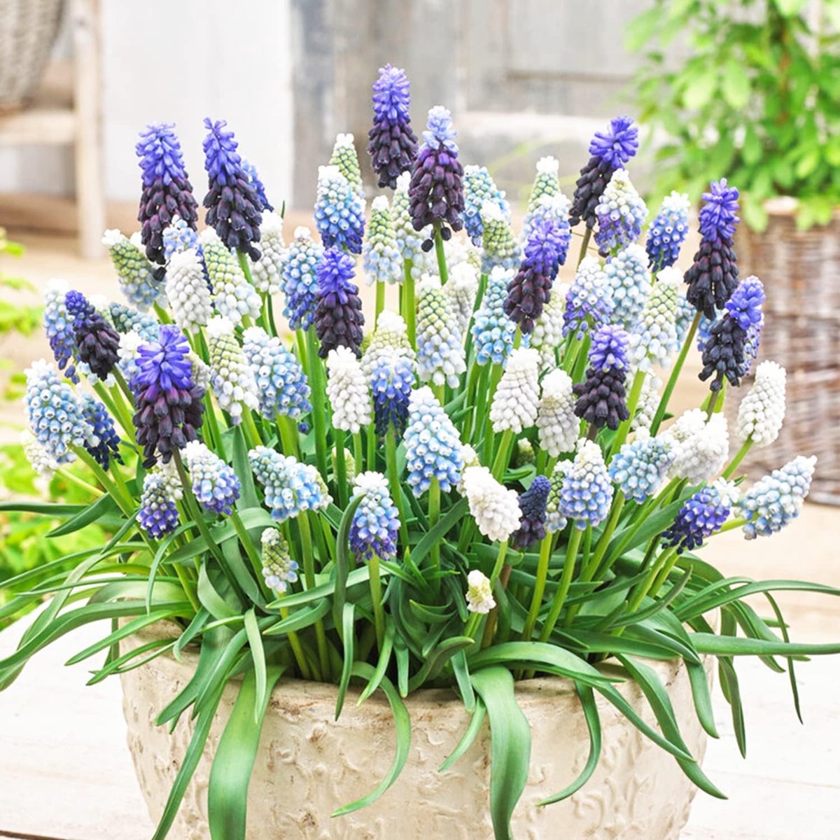 Blauwe Druifjes Bloembollen Winterhard - Mix van 5 soorten - 50 stuks - Meerkleurig - Muscari Bloem bollen - Druifhyacint Mix Meerjarig