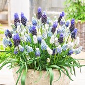Een pot vol met blauwe, paarse en witte druifjes en groene bladeren.