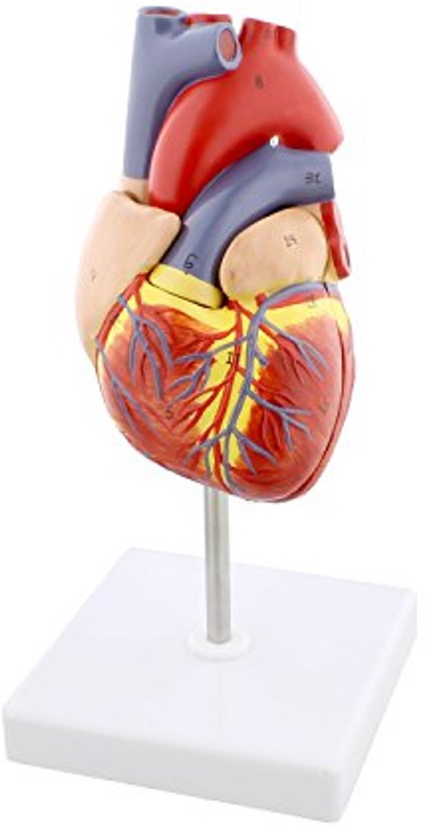 Anatomisch Hart Model voor Menselijke Anatomie - Levensgroot Medisch Model