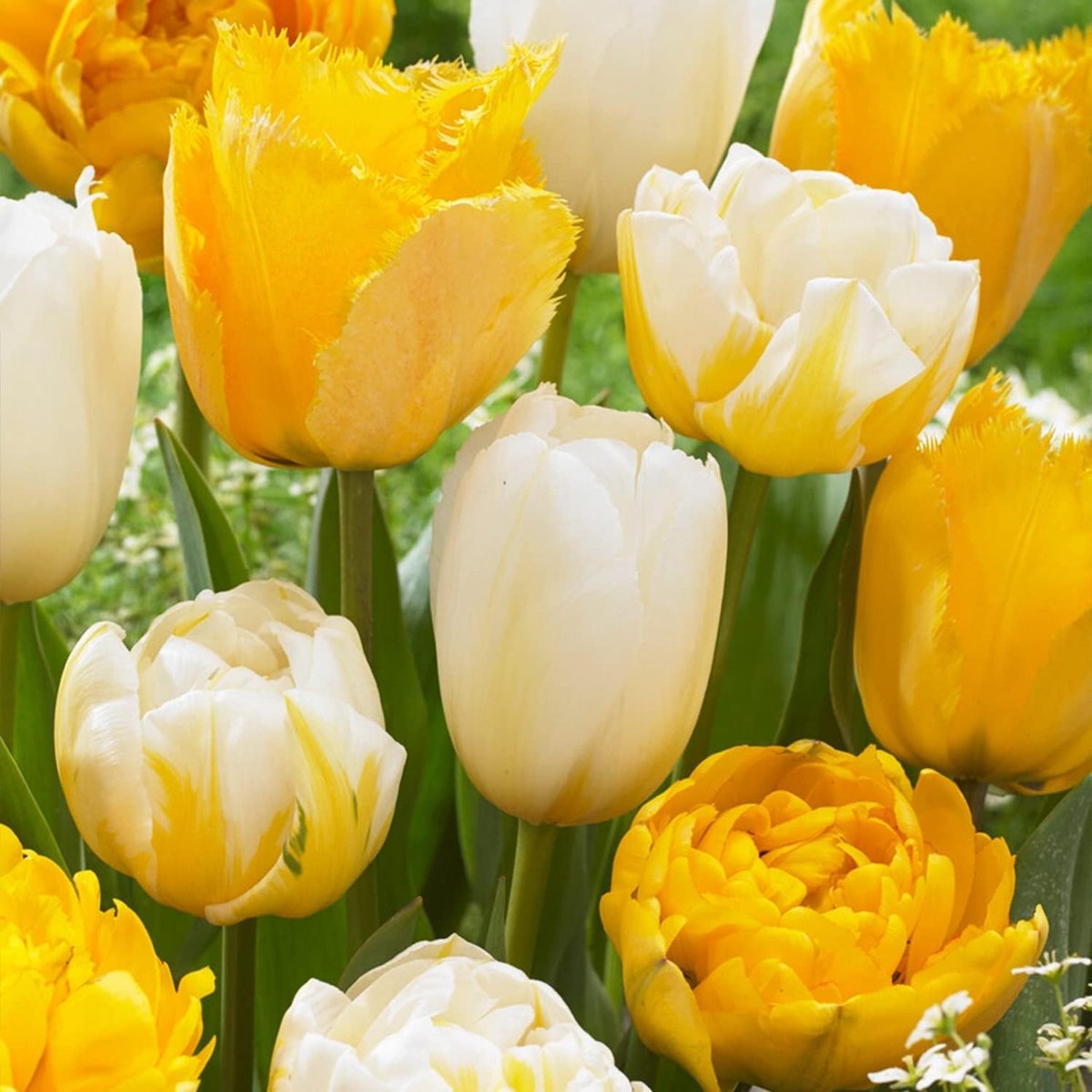 Tulpen Bloembollen Winterhard - Yellow Explosion - 25 stuks - Wit, Geel & Oranje - Bloem Bollen Mix - Tulpenbollen Meerjarig