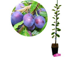 Prunus domestica 'Opal', Pruimenboom, 1,5 Liter pot