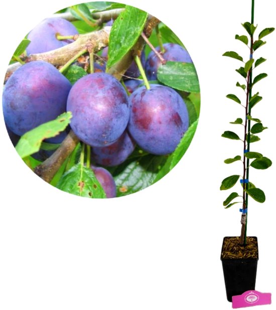 Prunus domestica 'Opal', Pruimenboom, 1,5 Liter pot