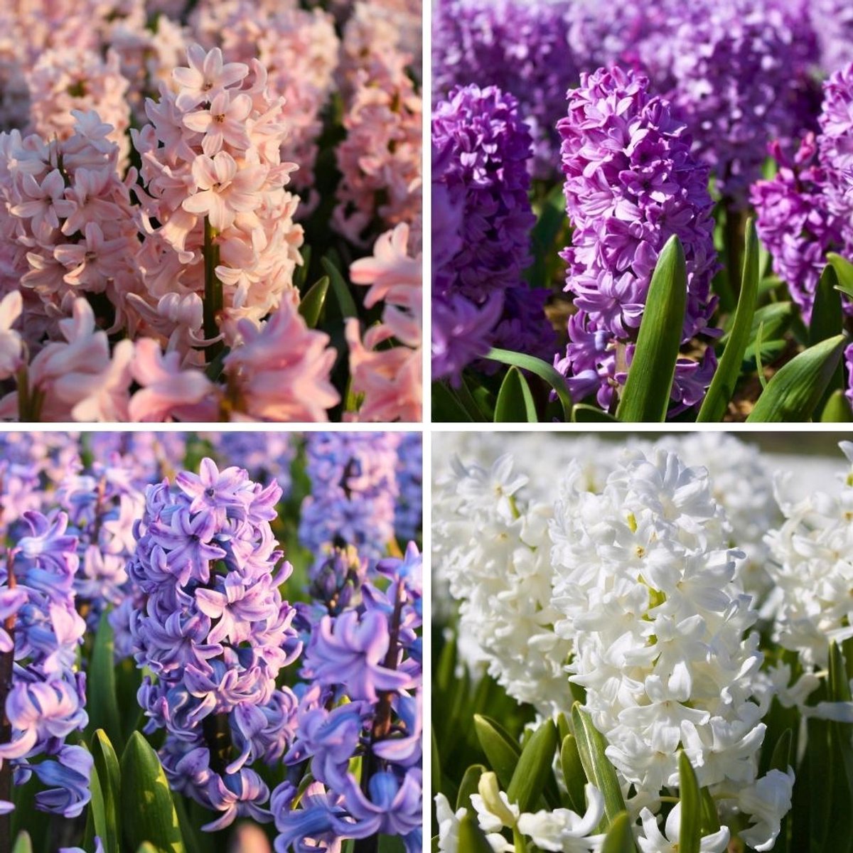 Hyacintenbollen Show Off Mix - 100 bloembollen - bolmaat 14/15 - blauw, roze, wit, paars mix, geurend, grootbloemig, voorjaarsbloeier, winterhard - direct van de kweker - Flowerbulbs Amsterdam
