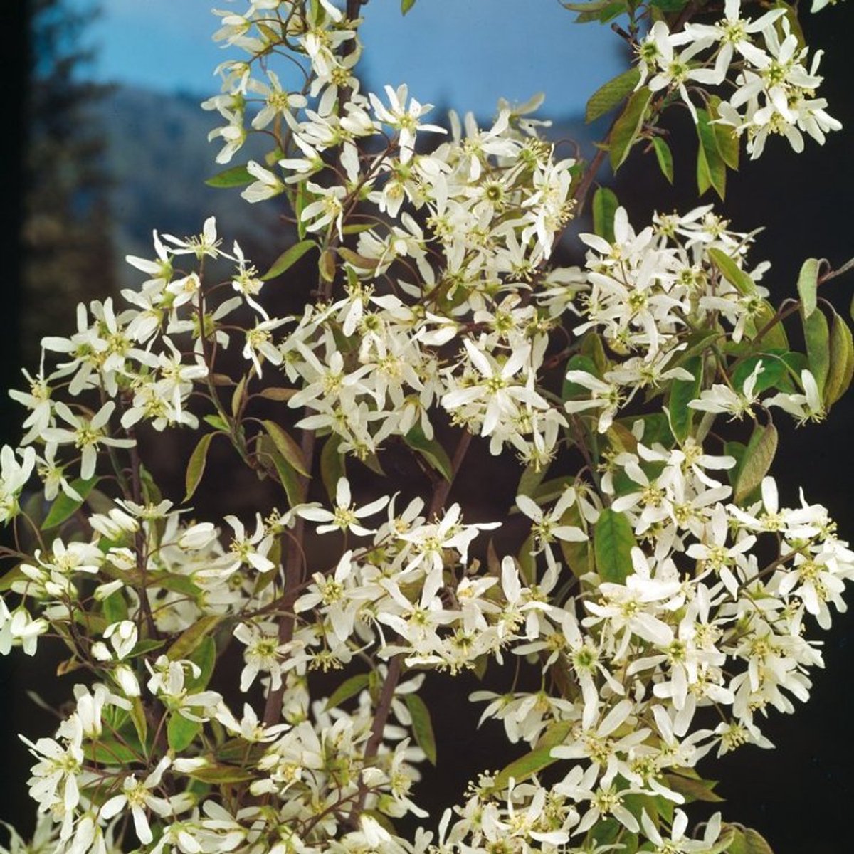 Amelanchier lamarckii C5 60-80 cm - Bladverliezend - Bloeiende plant - Informele haag - Prachtige herfstkleur