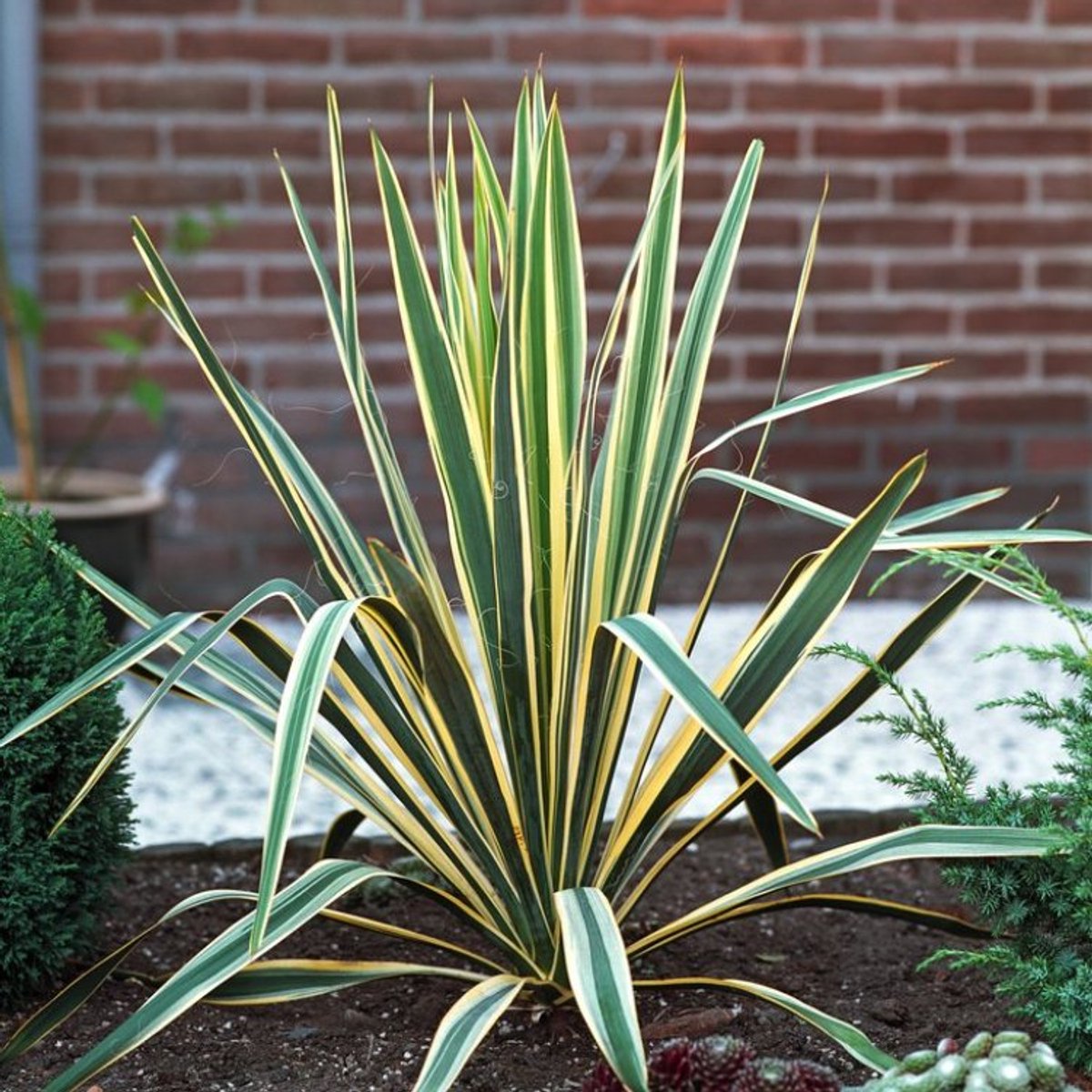 Plants Online BV - Planten - Tuinplanten - Vaste planten - Set van 1 - Palmlelie 'Bright Edge'