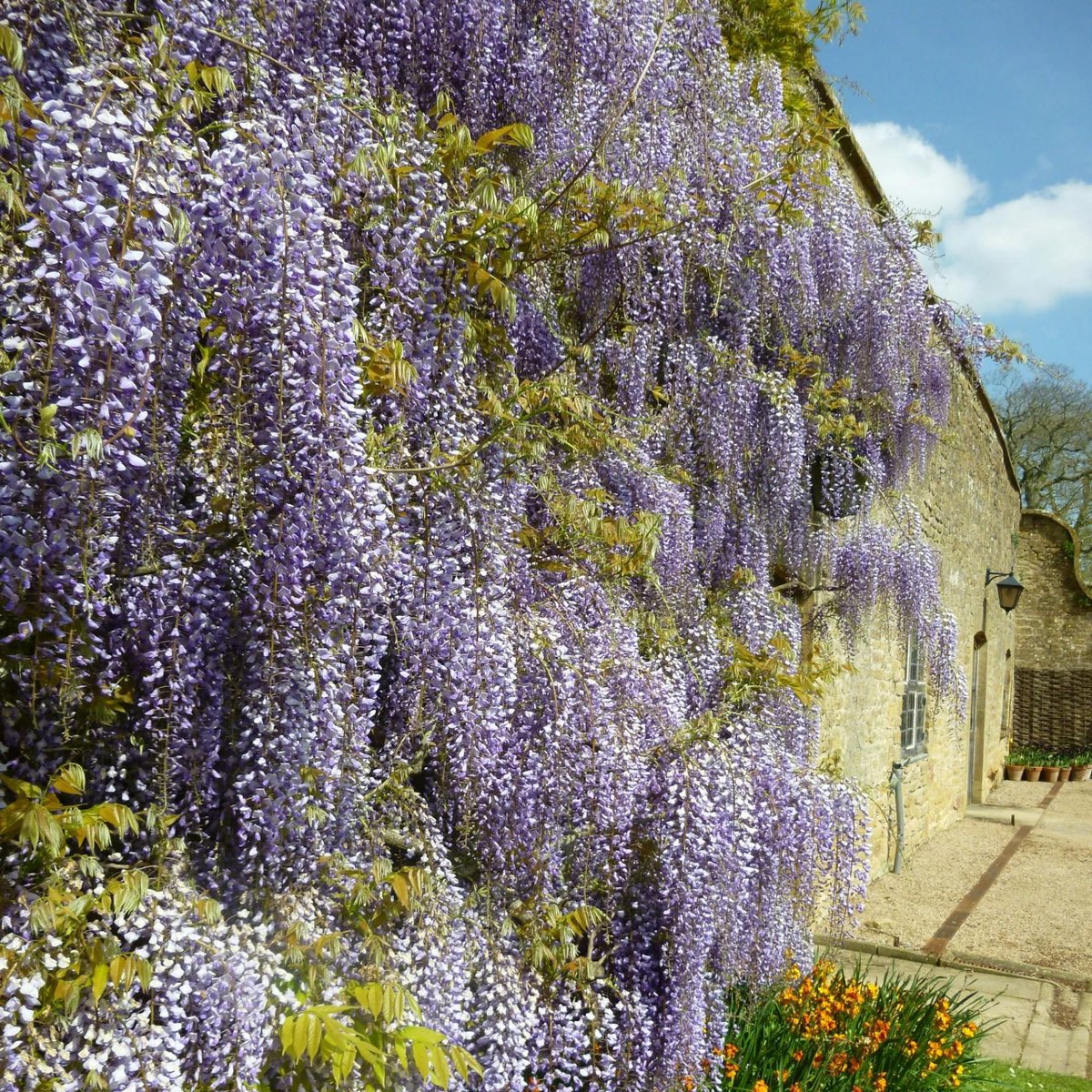 Wisteria sinensis - Chinese Blauwe regen - Klimplant - Vaste planten - bloeit in Mei / Juni
