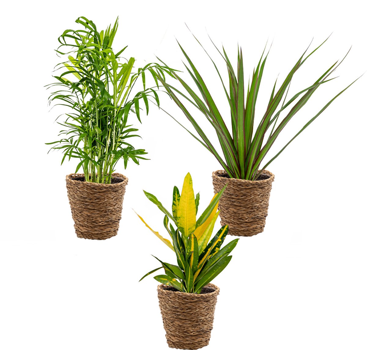 Bol.com Bloomique - Set van 3 - Tropische kamerplanten mix Incl. Zeegras Mand – Luchtzuiverend – - 25-40 cm - Pot 12 cm - Hoogte... aanbieding
