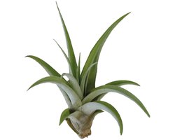 Aquafleur Tillandsia Capitata Peach