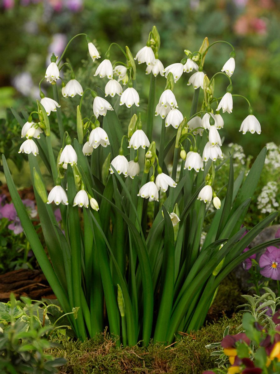 25x Leucojum 'Leucojum aestivum' - BULBi® Bloembollen met bloeigarantie