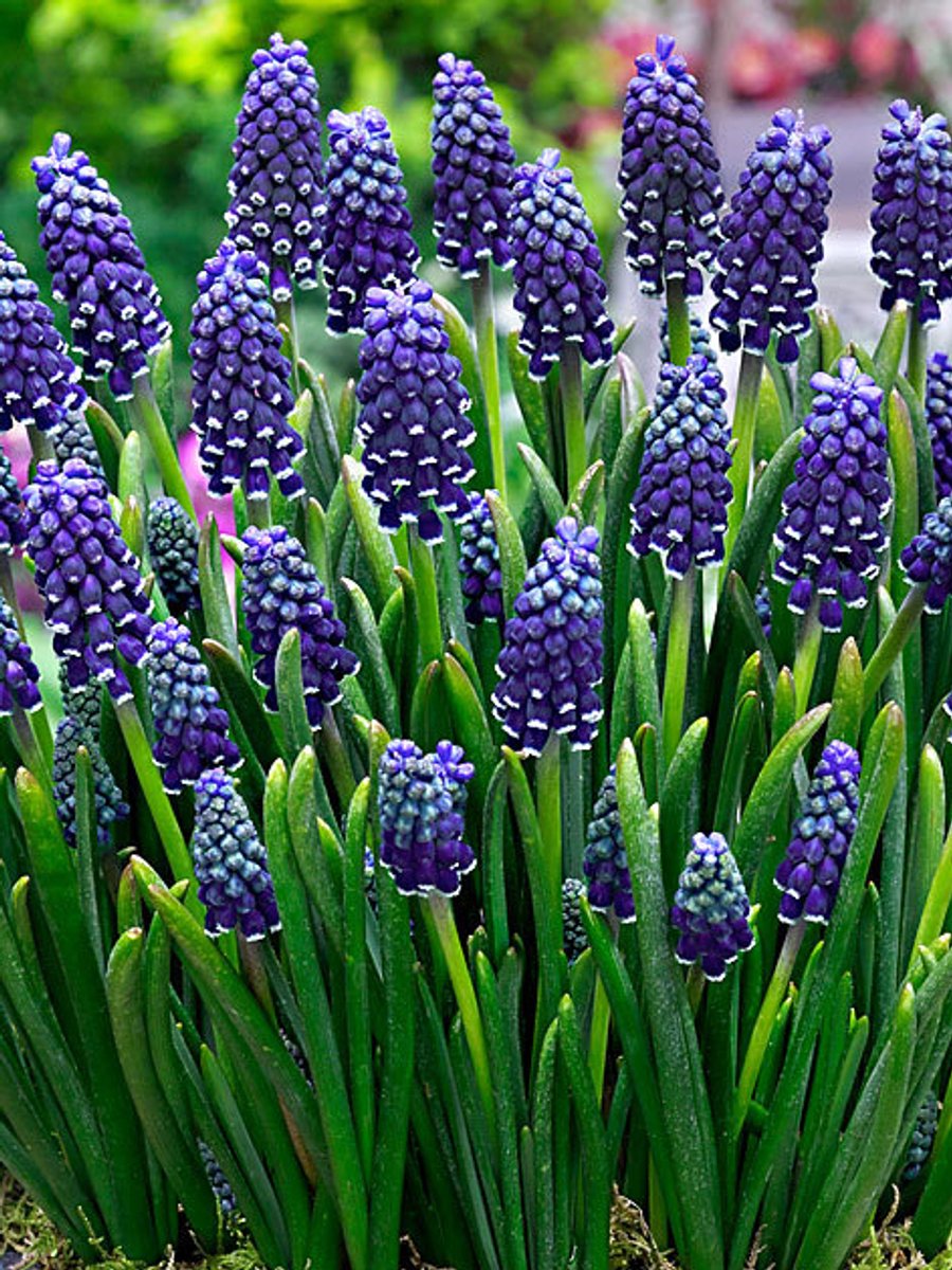 25x Blauwe druifjes 'Muscari night eyes' - BULBi® Bloembollen met bloeigarantie