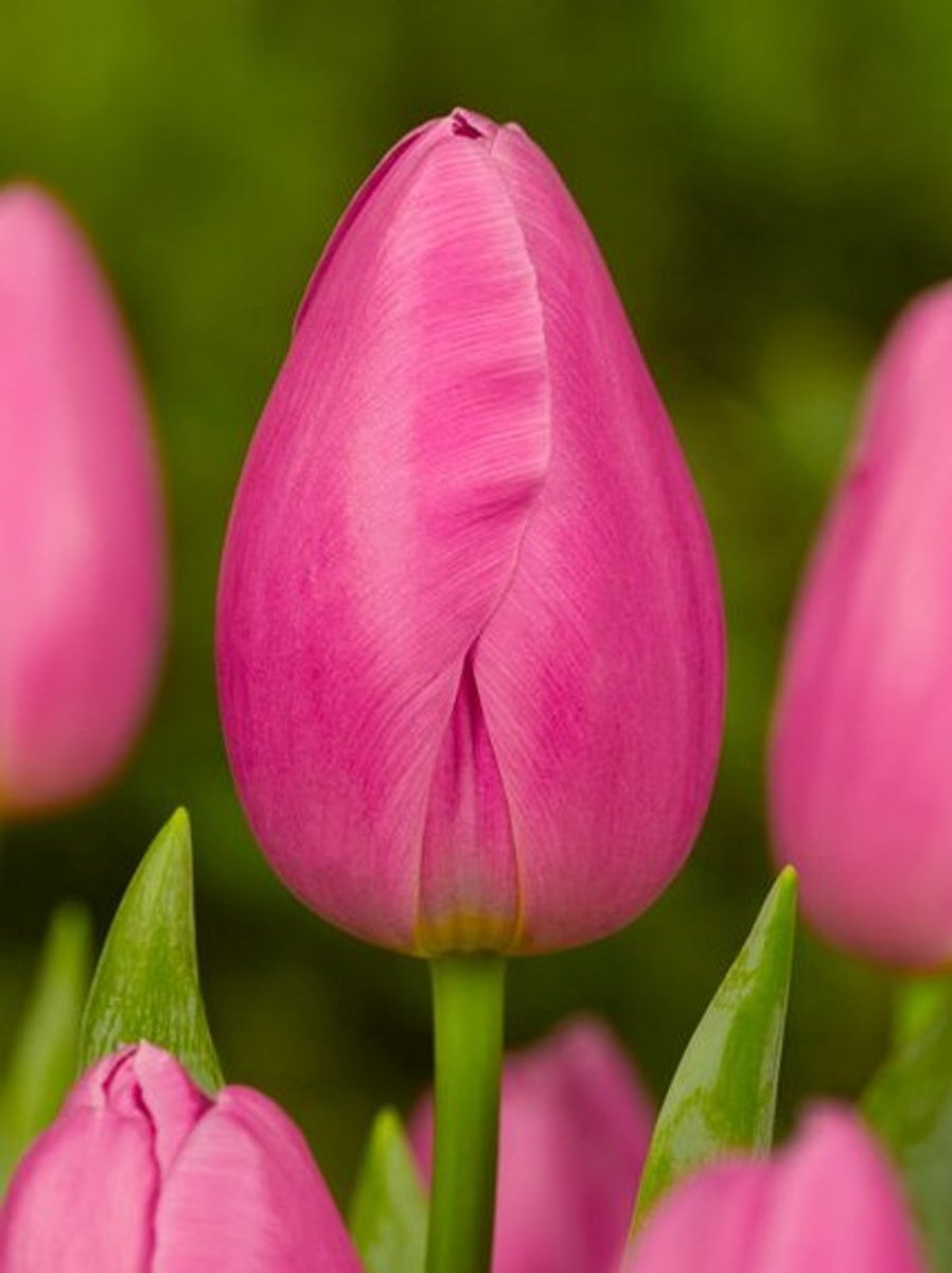 15x Tulpen 'Jumbo pink' - BULBi® Bloembollen met bloeigarantie