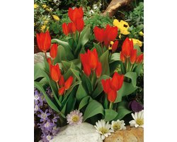 25x Tulpen 'Praestans fusilier' - BULBi® Bloembollen met bloeigarantie