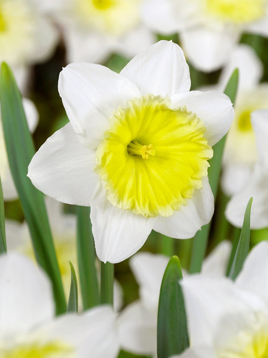 15x Narcissen 'Ice follies' - BULBi® Bloembollen met bloeigarantie