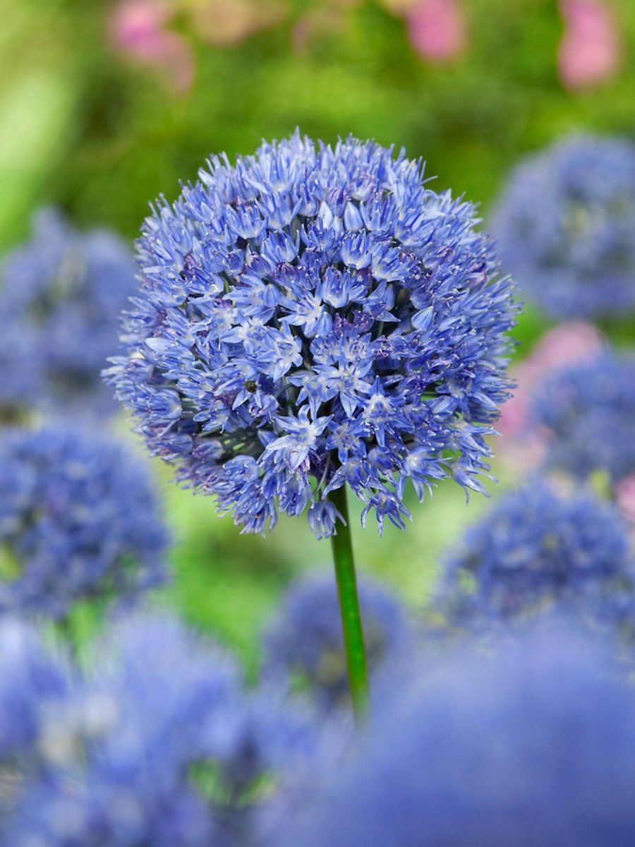 25x Allium 'Caeruleum (azureum)' - BULBi® Bloembollen met bloeigarantie