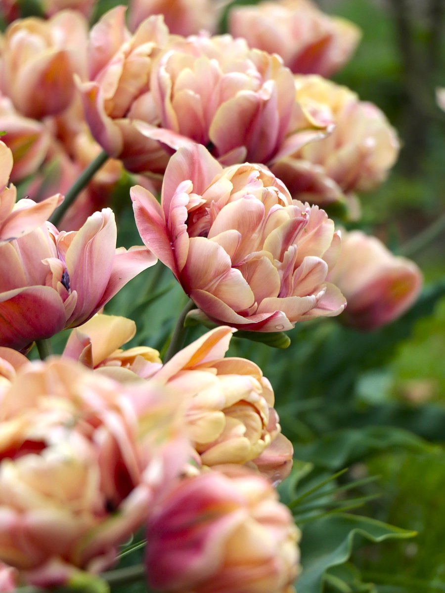 50x Tulpen 'La belle epoque' - BULBi® Bloembollen met bloeigarantie