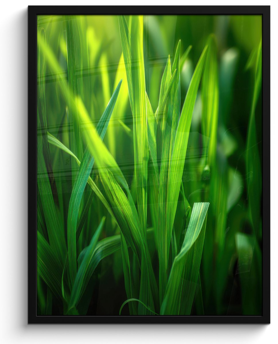 FrameYourWall Poster in lijst - Fotolijst 60x80 cm - Posters - Grassprieten - Lichtinval - Groen - Posterlijst zwart - Decoratie - Wanddecoratie woonkamer - Muurdecoratie slaapkamer