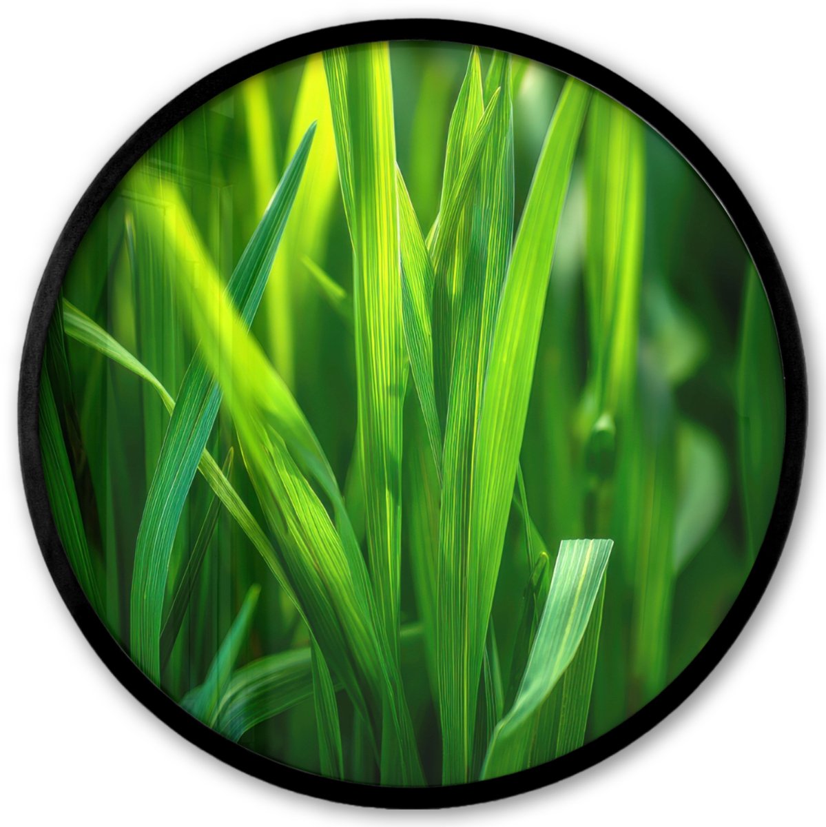 FrameYourWall Poster in lijst Rond - Fotolijst 40x40 cm - Posters - Grassprieten - Lichtinval - Groen - Ronde posterlijst zwart - Decoratie - Wanddecoratie woonkamer - Muurdecoratie slaapkamer