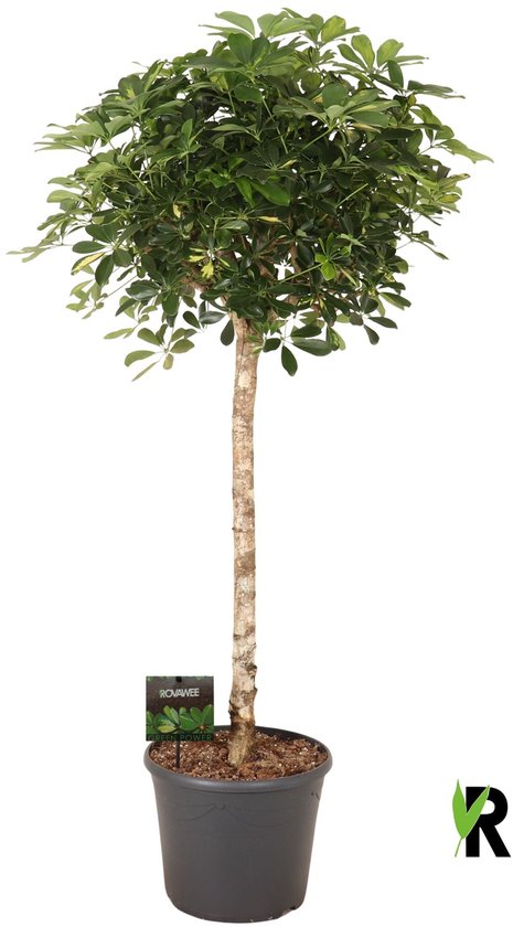 Schefflera Arboricola Gold Capella op stam 170 cm – Kamerplant – Vers Van De Kweker – Potmaat Ø35 cm