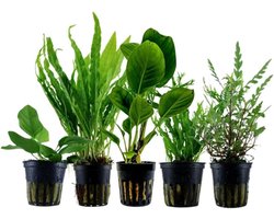 AquaOne Aquariumplanten I 5x waterplanten I Opzetplanten Aquariumplanten I Anubias Hygrophila Microsorum I Set met 5 eenvoudige potaquariumplanten