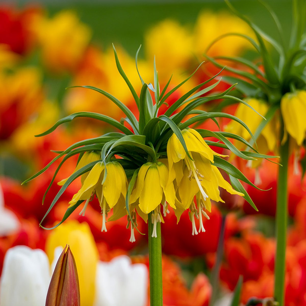 Fritillaria imperialis Lutea | Geel | Fritillaria Bollen
