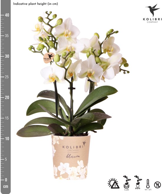 Kolibri Orchids | Witte phalaenopsis orchidee - Lausanne - potmaat Ø9cm | bloeiende kamerplant - vers van de kweker