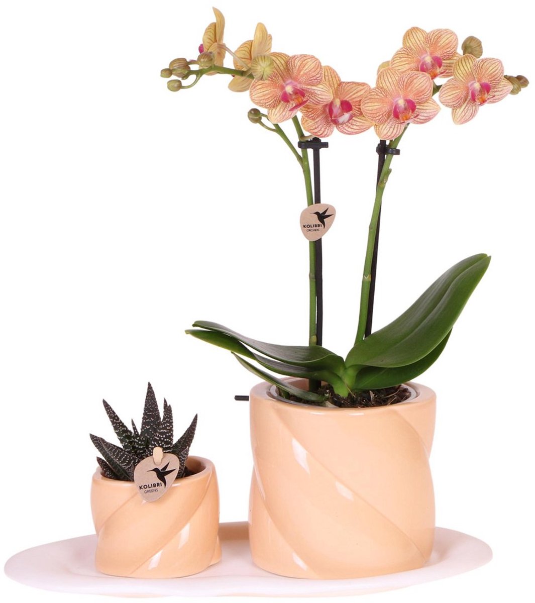 Kolibri Orchids | Gift set | Groene plant met oranje Phalaenopsis orchidee in Candy sierpotten op wit organisch dienblad