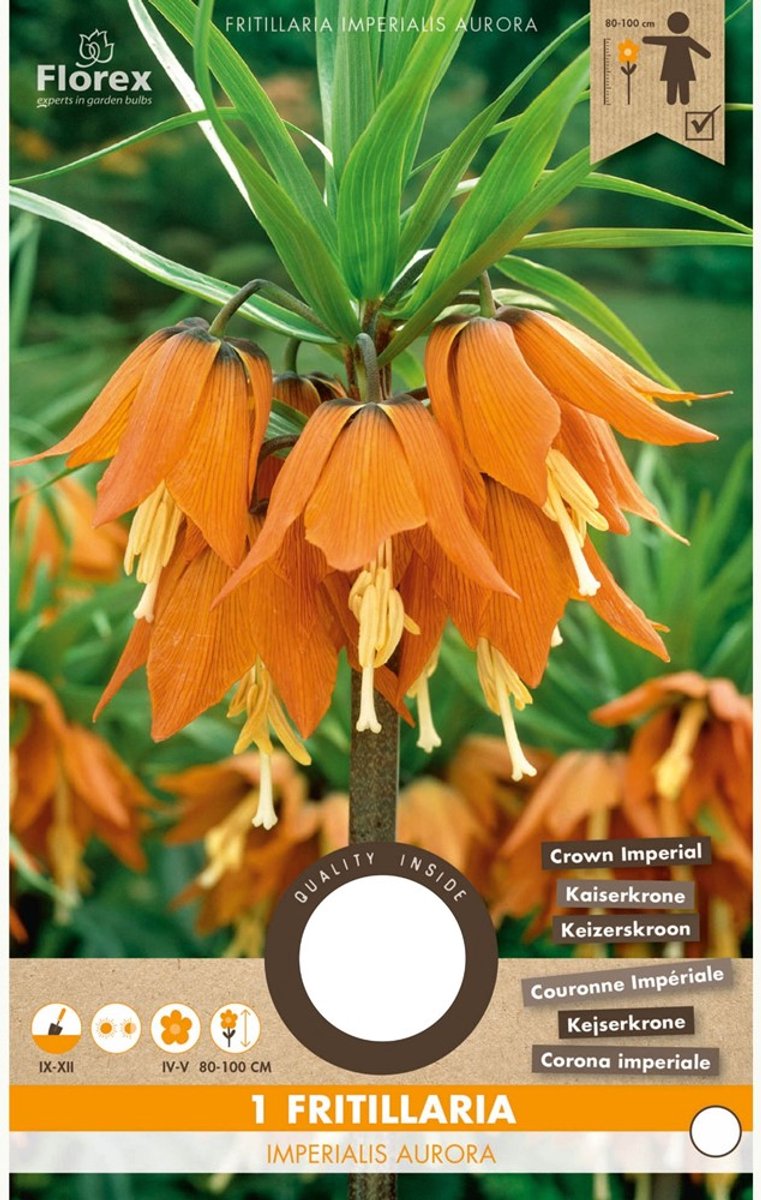 Kieuwtulp (Fritillaria) - Imperialis Aurora - Keizerskroon - Bijen-Vlinders - Snijbloemen - Geurend - Voorjaarsbollen - bloeit in April / Mei