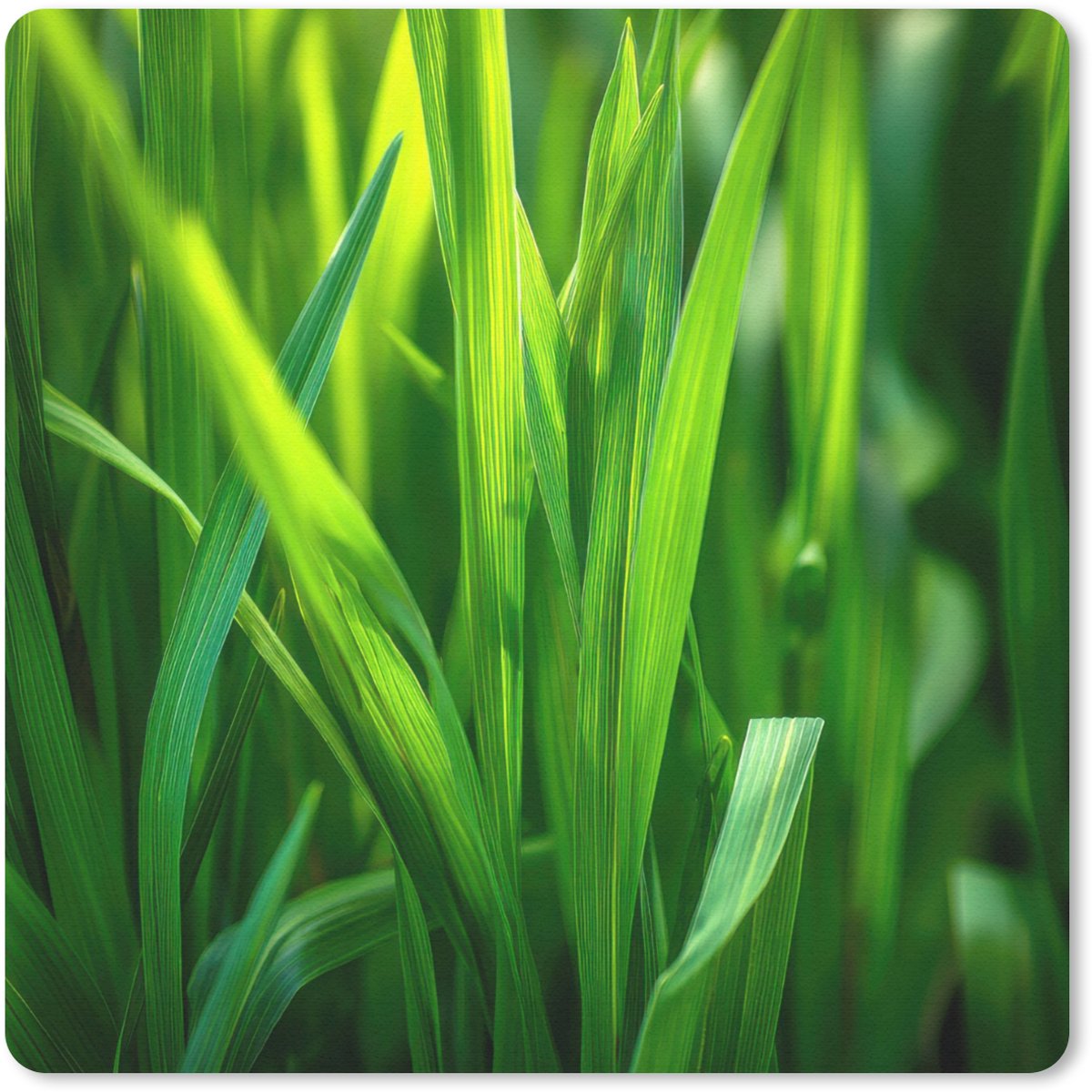 Muismat 20x20 cm - Mousepad Grassprieten - Lichtinval - Groen - Muismatten