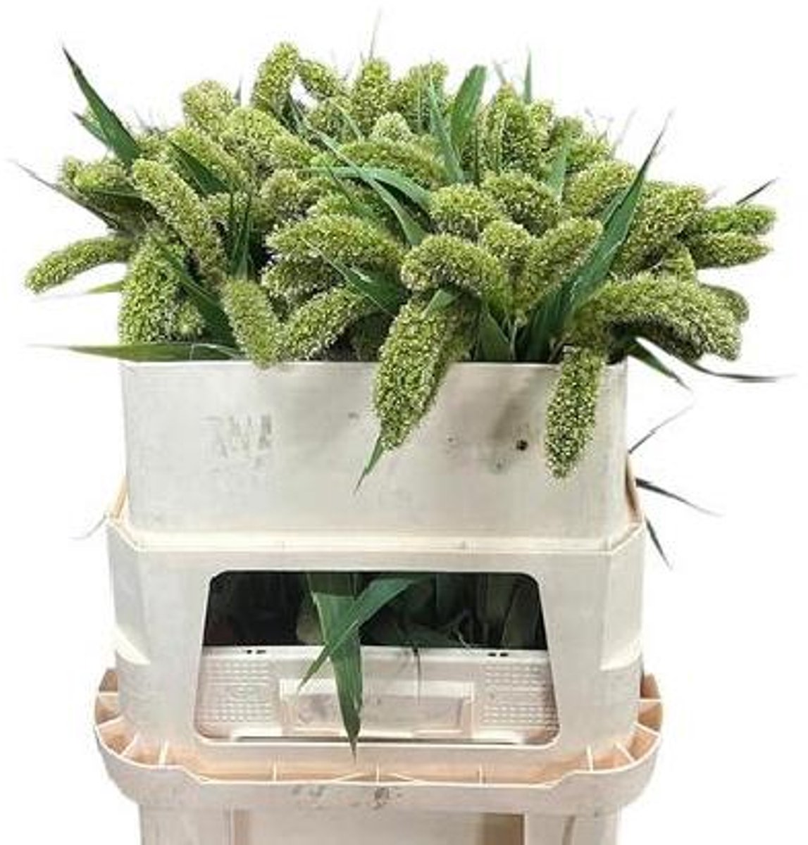 50x Gs setaria volle melk 70cm