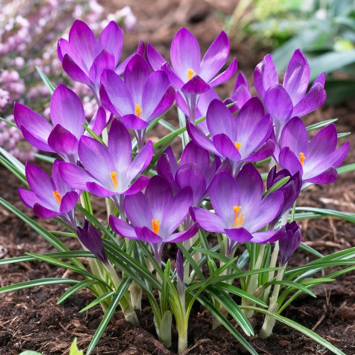 Krokussen Bloembollen Winterhard - Crocus - Ruby Giant - 50 stuks - Paars - Bloem bollen - Meerjarig Mix