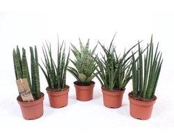 JUNAVERA Sansevieria mix in 8 cm pot – diverse mini-varianten, ± 25 cm hoge terrariumplanten