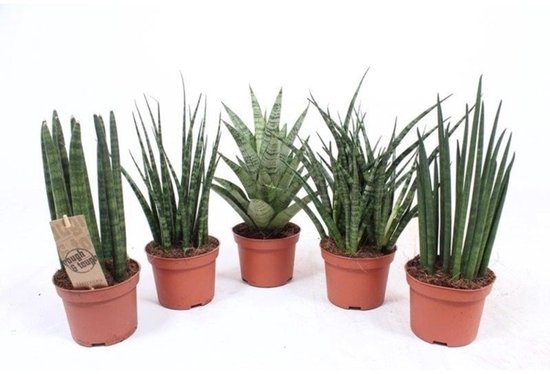 Sansevieria mix in 8 cm pot – diverse mini-varianten, ± 25 cm hoge terrariumplanten