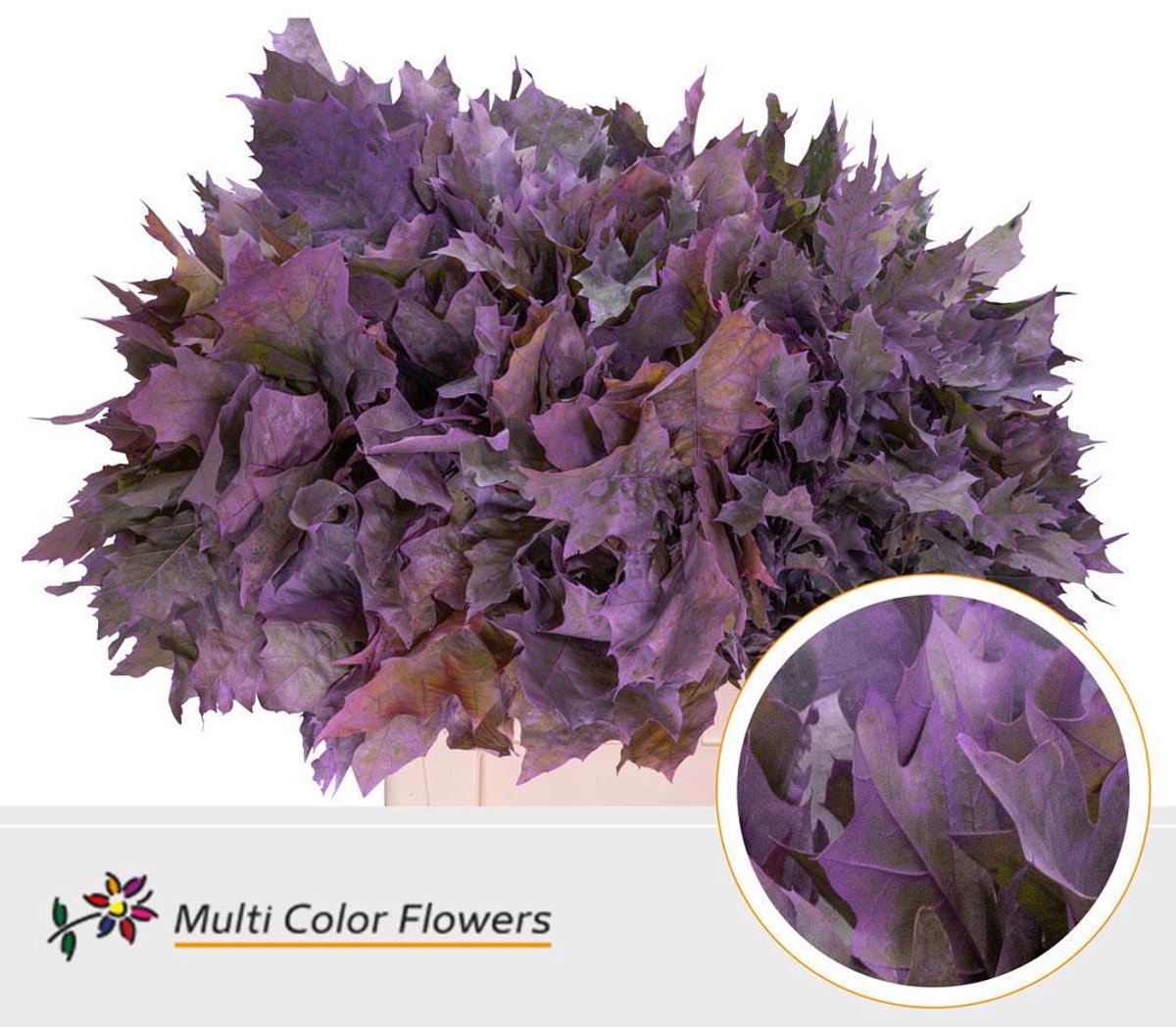 20x Sg quercus frost milka 60cm