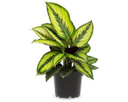 JUNAVERA Calathea Beauty Star | In 12 cm pot