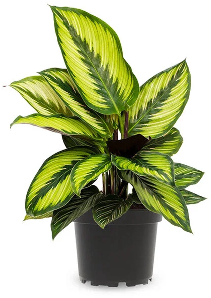 Calathea kopen