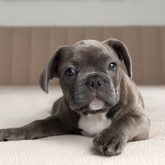 Engelse Bulldog Kalender 2026: Charmante Wandkalender