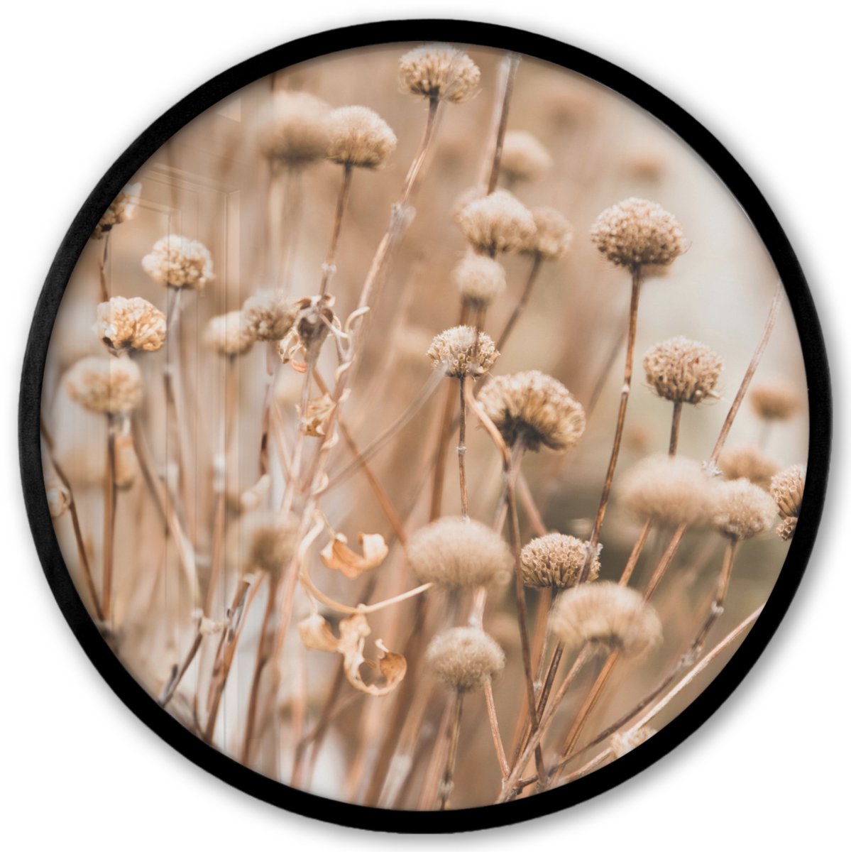 FrameYourWall Poster in lijst Rond - Fotolijst 40x40 cm - Posters - Droogbloemen - Beige - Bloemen - Natuur - Ronde posterlijst zwart - Decoratie - Wanddecoratie woonkamer - Muurdecoratie slaapkamer Planten
