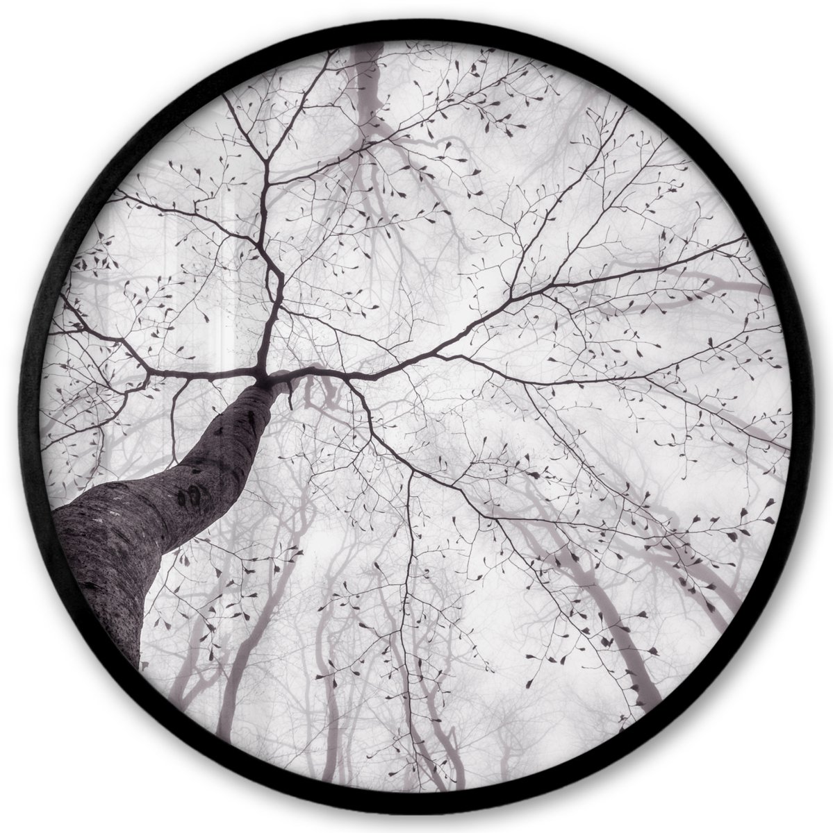 FrameYourWall Poster in lijst Rond - Fotolijst 40x40 cm - Posters - Boom - Takken - Bladeren - Mist - Ronde posterlijst zwart - Decoratie - Wanddecoratie woonkamer - Muurdecoratie slaapkamer