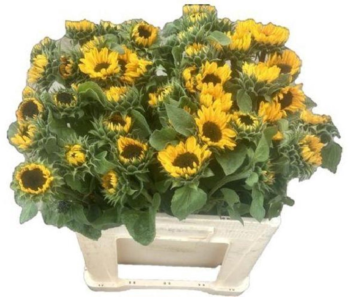 10x Helianthurium sonja 40cm