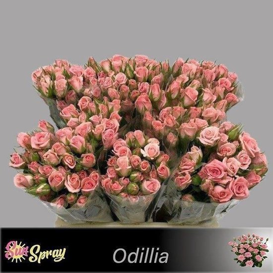 10x Rosa odilia 40cm | bol