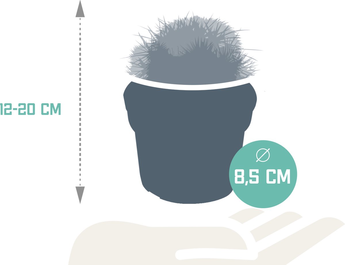Bolcactus mix 8,5 cm | 3 stuks