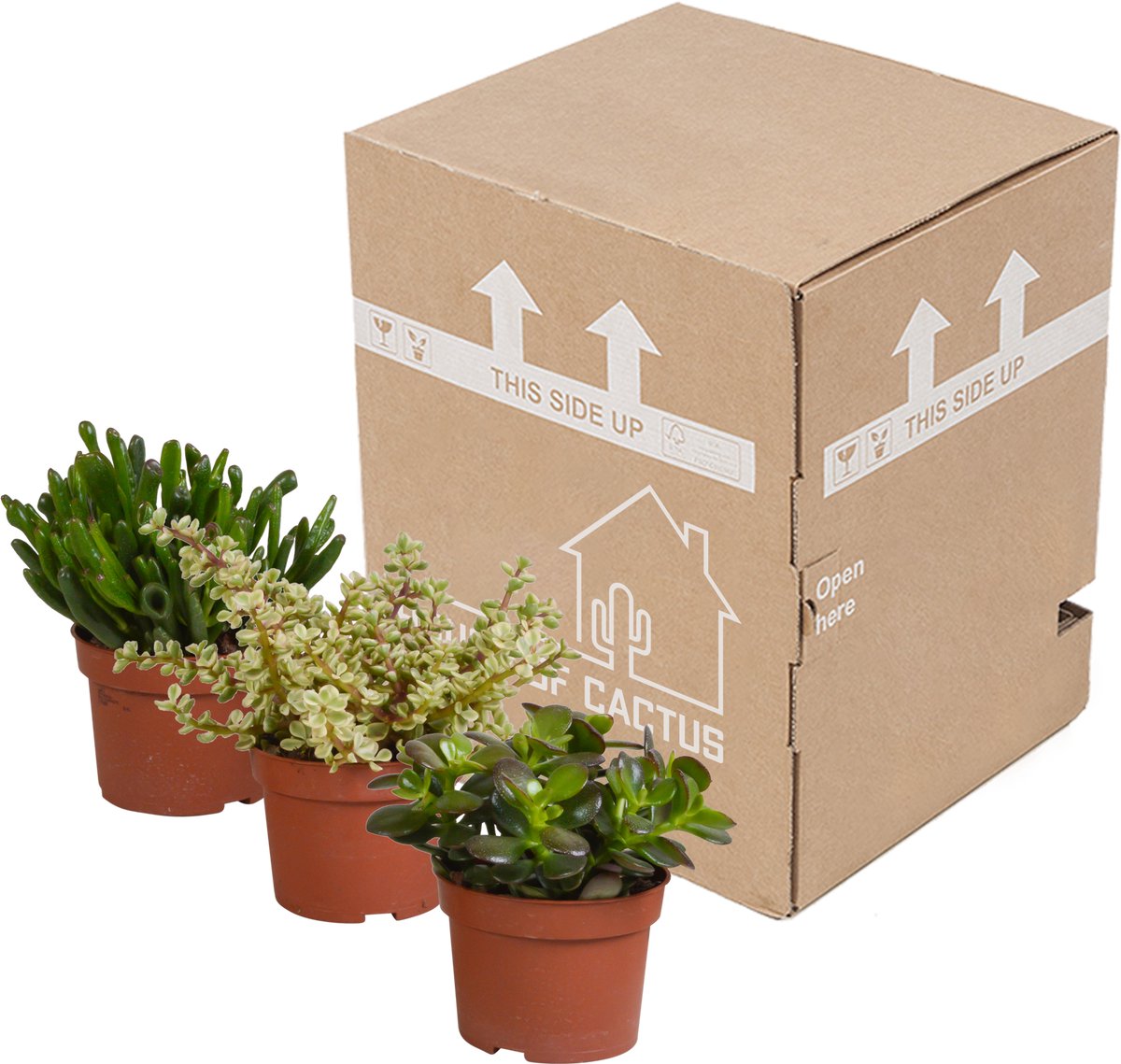 Crassula mix 10,5 cm 3 stuks