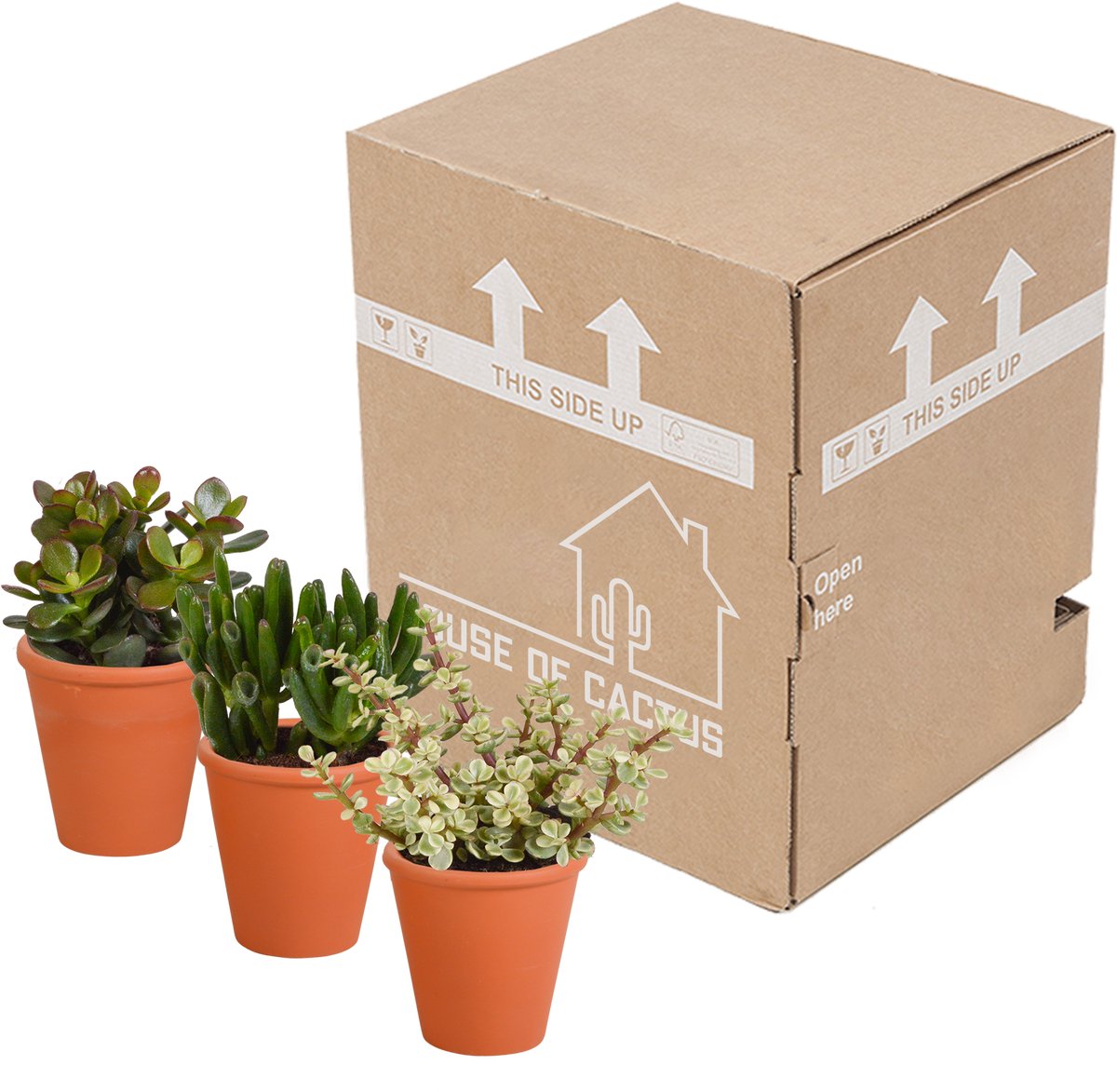 Crassula mix 8.5 cm in terracotta pot | 3 stuks
