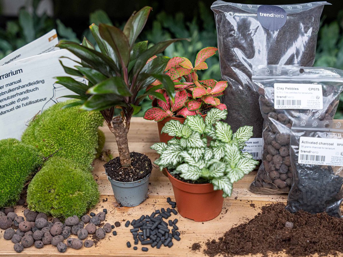 Planten terrarium pakket - Palm - 3 terrarium planten - Ecosysteem plant - Startpakket - Navulling - DIY Ecosysteem Planten Set | Inclusief Planten - Substraat - Terrarium potgrond - Bolmos - Actieve kool - Handleiding en tips | urbanjngl