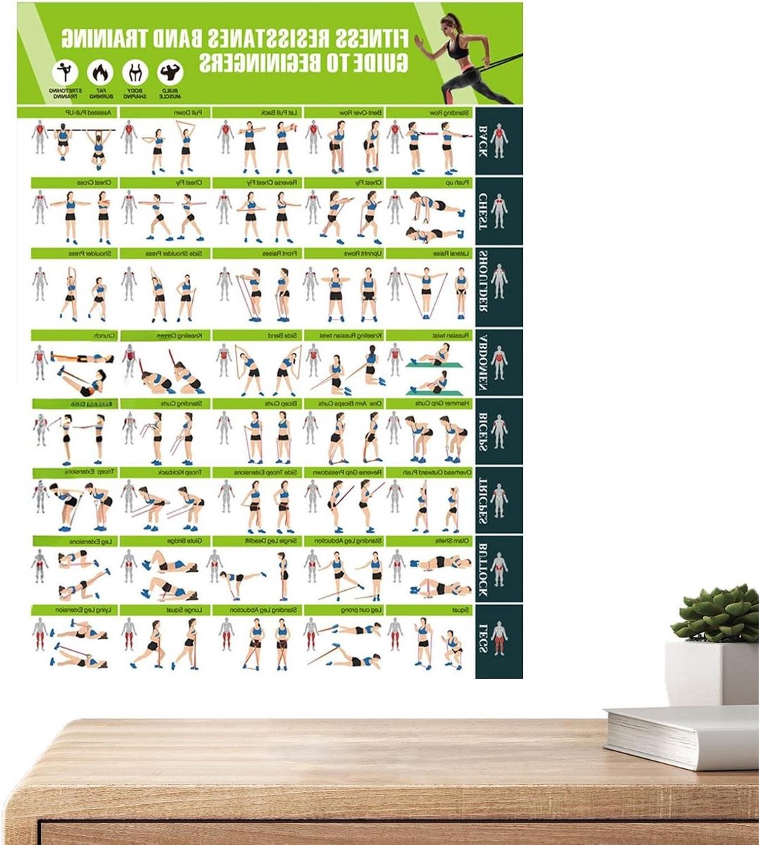 Oefening Grafiek - Fitness Poster - Spieropbouw Training - Duidelijke Illustraties - 42.8 x 57.4 cm - Multicolor