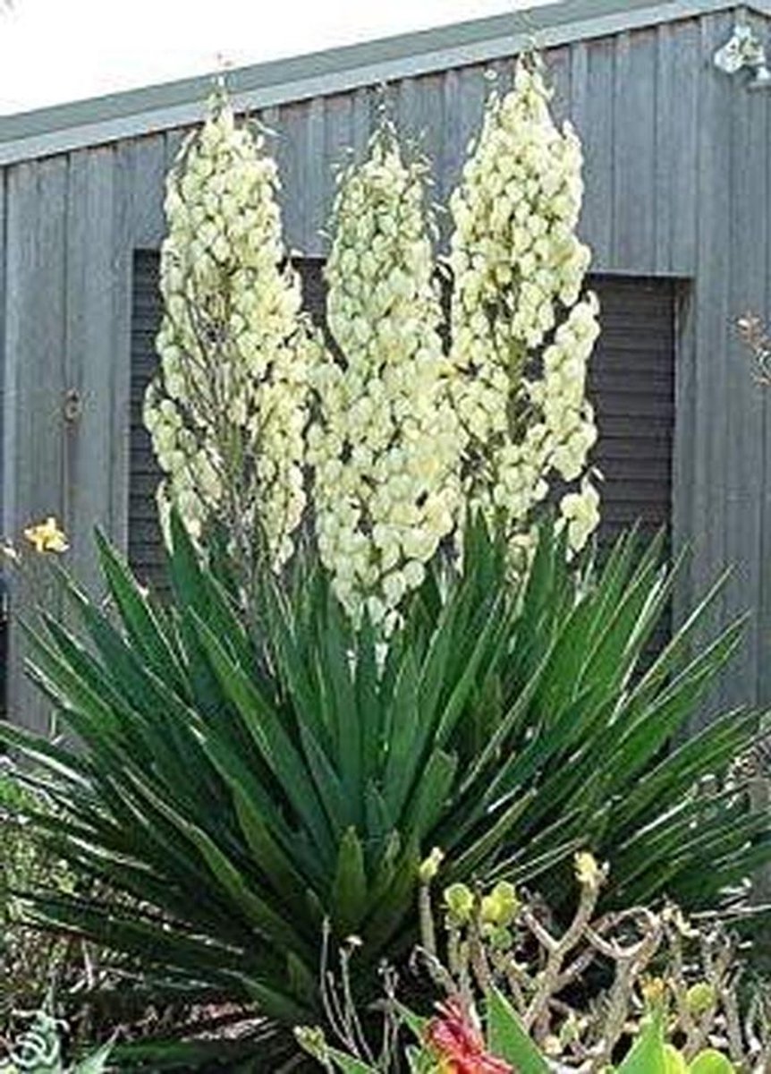 Yucca Filamentosa Zaden - Planten Zaden - Tuinieren Buiten - Winterharde Struik - 50 Zaden - Groen