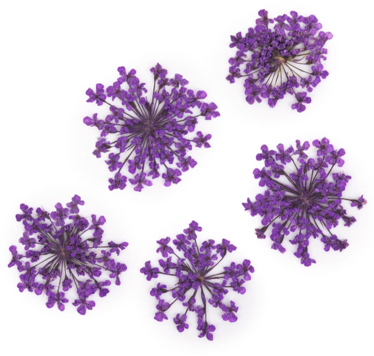 MollyLac - Droogbloemen voor Nageldecoratie - Purple - 5 stuks