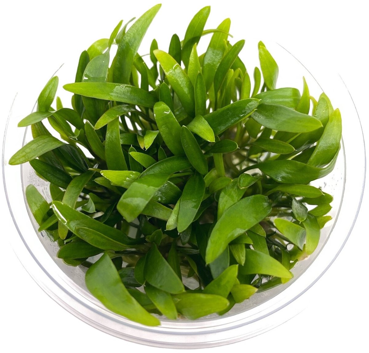 Moerings Cryptocoryne Willissii | in vitro cup Waterplant