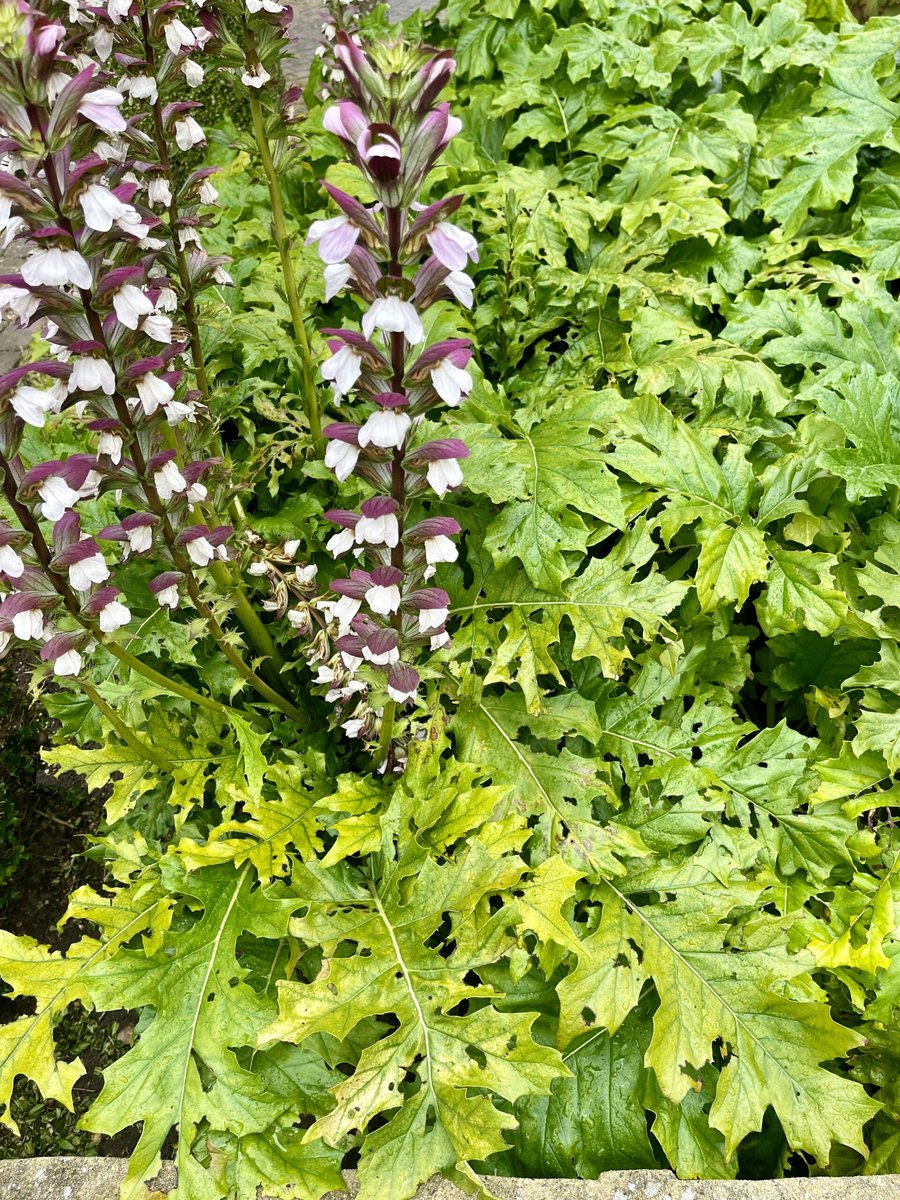 6x Stekelige berenklauw - Acanthus mollis | 9x9 cm pot