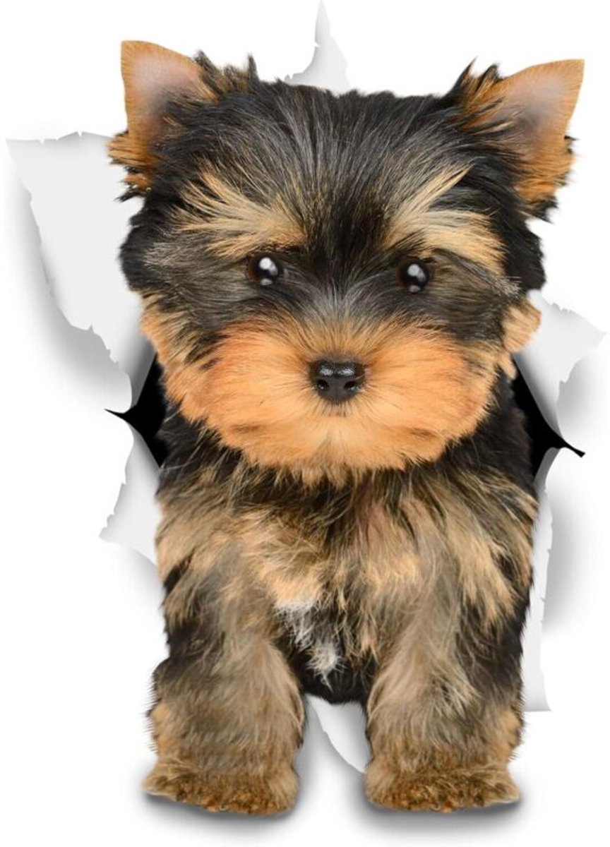 3D honden muurstickers - Leuke decoratieve stickers - Yorkshire Terrier stickers, geschikt voor muren, koelkasten, badkamers, woonkamers en auto's, formaat 8 x 12 cm.